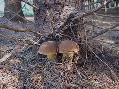 Boletus fibrillosus
