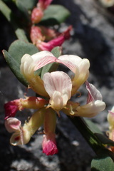 Acmispon cytisoides