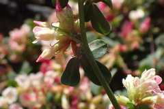 Acmispon cytisoides