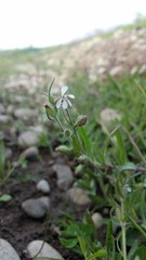 Silene gallica anglica