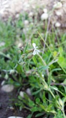 Silene gallica anglica