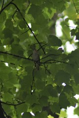 Vireo olivaceus