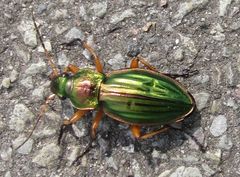 Carabus auratus