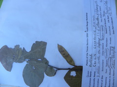 Cercis canadensis texensis