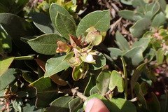 Arctostaphylos tomentosa hebeclada