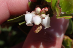 Arctostaphylos tomentosa hebeclada