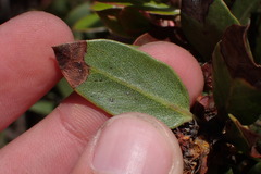 Arctostaphylos tomentosa hebeclada