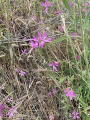 Clarkia biloba