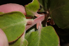 Arctostaphylos tomentosa hebeclada