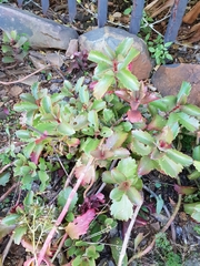 Kalanchoe sexangularis sexangularis