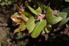 Arctostaphylos tomentosa hebeclada
