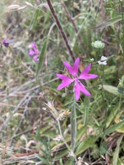 Clarkia biloba