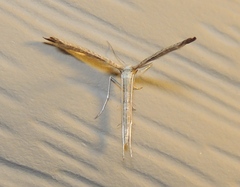 Lioptilodes albistriolatus