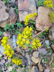 Kalanchoe sexangularis sexangularis