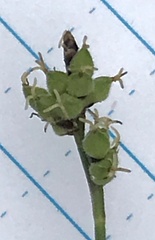 Carex concinna