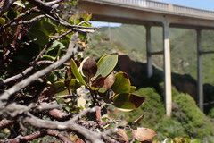 Arctostaphylos tomentosa hebeclada