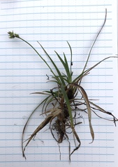 Carex concinna
