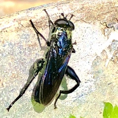 Chalcosyrphus chalybeus