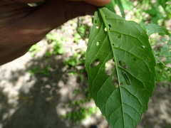 Blennocampini