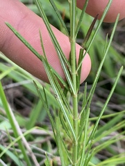 Asclepias verticillata