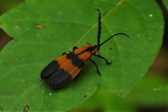 Calopteron discrepans