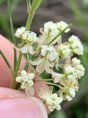 Asclepias verticillata