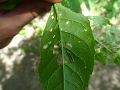 Blennocampini