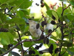 Acrocephalus dumetorum