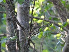 Acrocephalus dumetorum