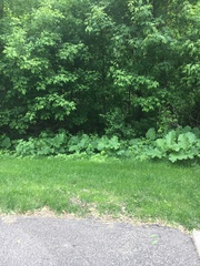 Odocoileus virginianus