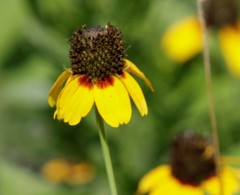 Rudbeckia amplexicaulis