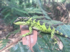 Diploderma polygonatum