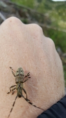 Hexatricha pulverulenta