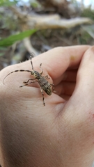 Hexatricha pulverulenta