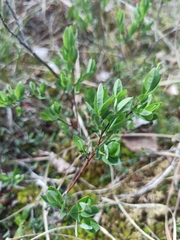 Salix myrtilloides