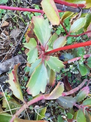 Kalanchoe sexangularis sexangularis