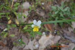 Viola arvensis