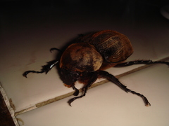 Dynastes trinidadensis