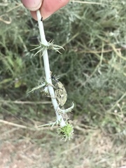 Larinus onopordi