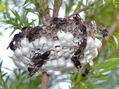 Polistes tenebris