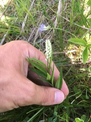 Polygala senega
