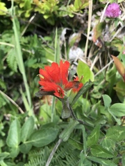 Castilleja litoralis