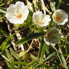 Potentilla alba
