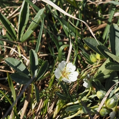 Potentilla alba