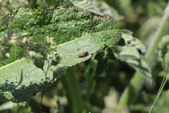 Chloromyia