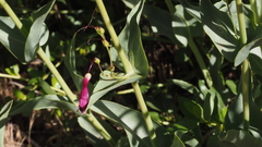 Penstemon × parishii