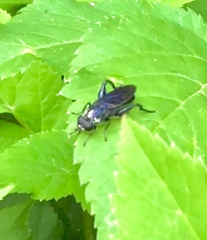 Chalcosyrphus chalybeus