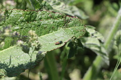 Chloromyia