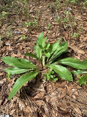 Carphephorus odoratissimus