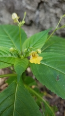 Impatiens parviflora